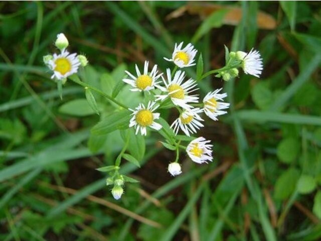 一年蓬 Erigeron Annuus 科技研花图画书