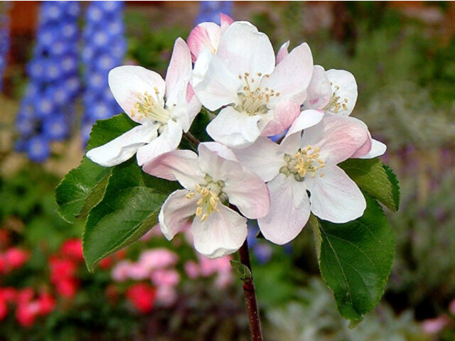 4月8日の誕生花　チューリップ、林檎、芝桜