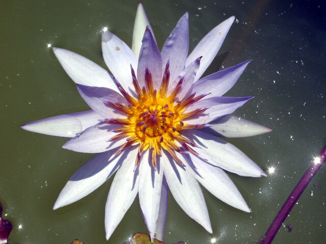 Water lily