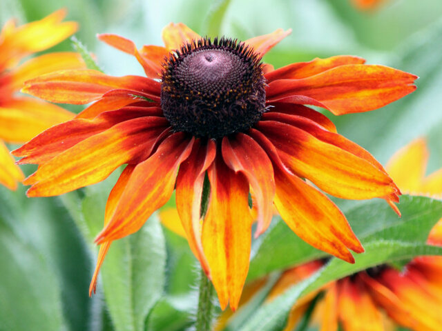 Rudbeckia hirta cv. cappuccino