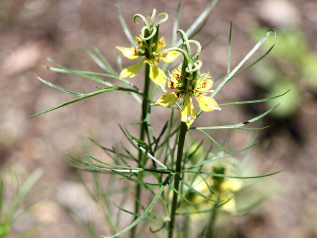 Nigella orientalis