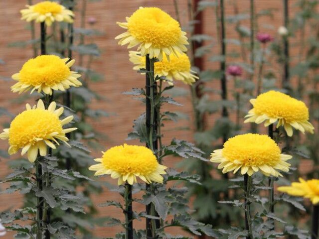 丁子菊 菊>中菊>古典菊