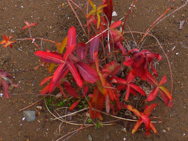 Hypericum monogynum