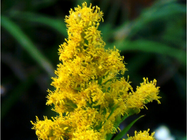 十一月的黄色花 22年 科技研花图画书