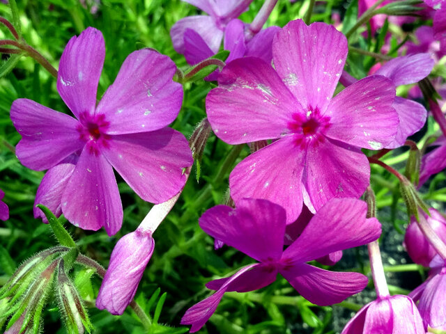 Moss phlox 