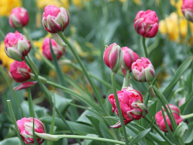 Tulip  RenownUnique