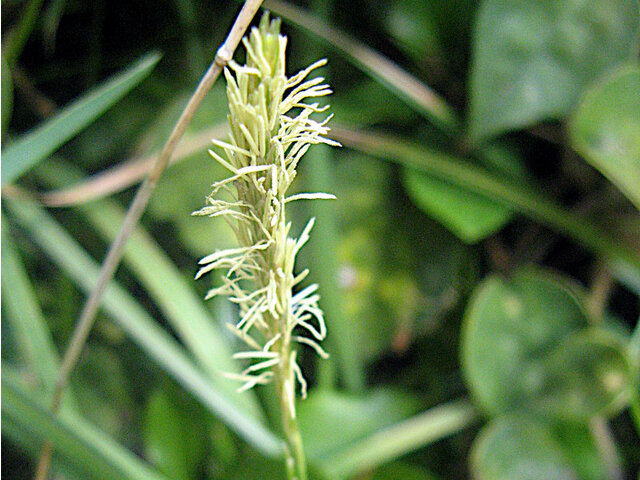 Carex morrowii