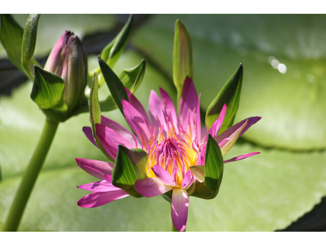 Nymphaea cv. Nang Kwak Pink