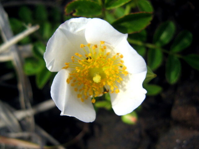 Memorial Rose