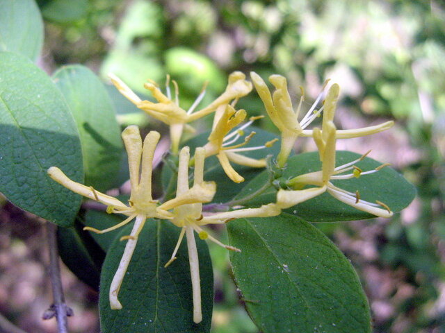 Lonicera morrowii