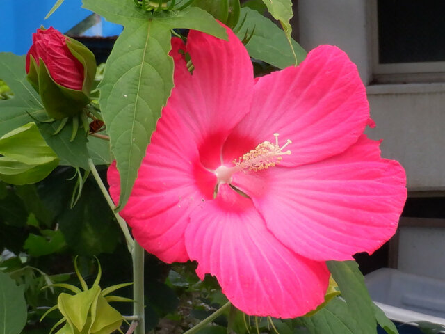 Hibiscus moscheutos