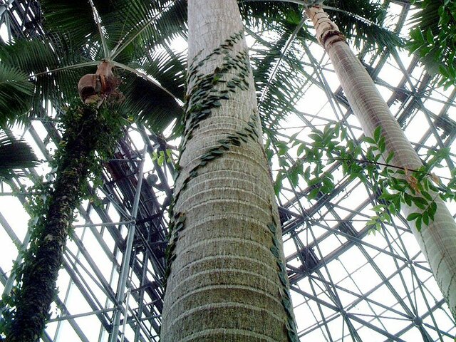 King palm