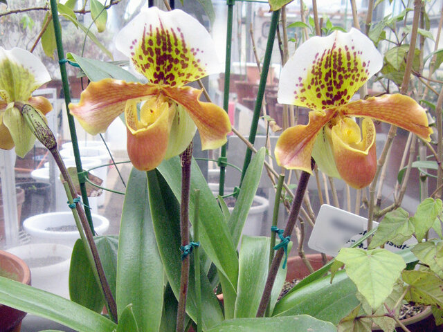 波瓣兜兰 Paphiopedilum Insigne 科技研花图画书