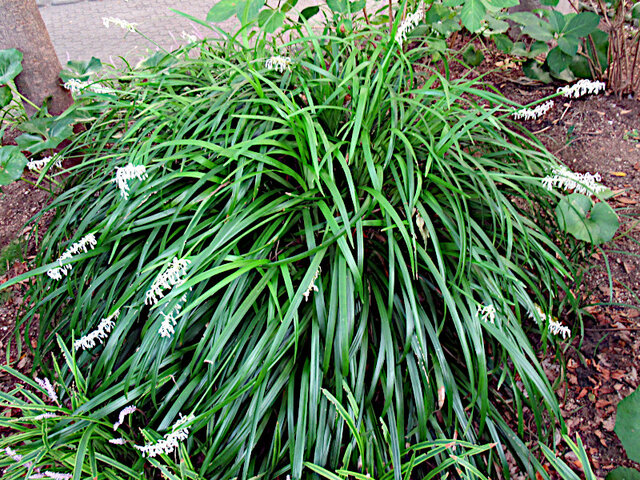 ノシラン | Ophiopogon jaburan | かぎけん花図鑑