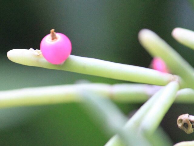 Rhipsalis quellebambensis