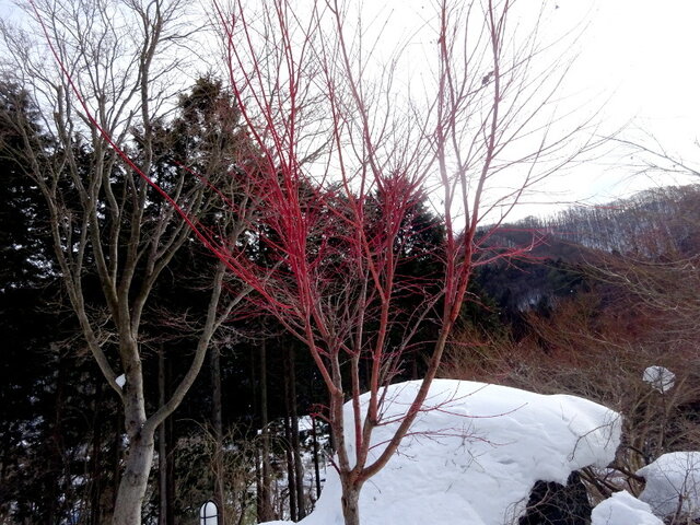 Acer palmatum 'sango-kaku'