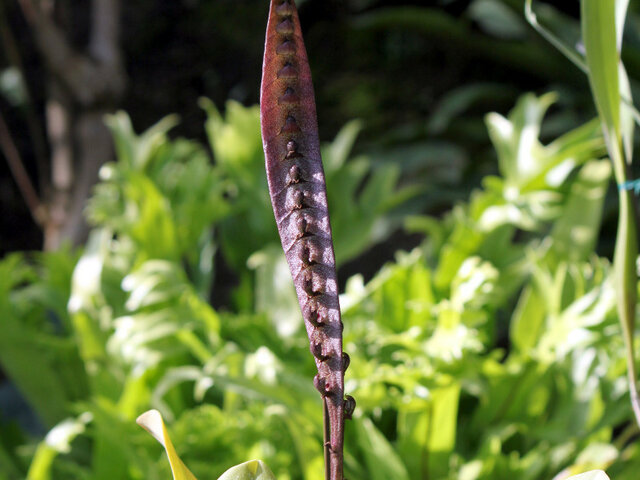 Bulbophyllum maximum