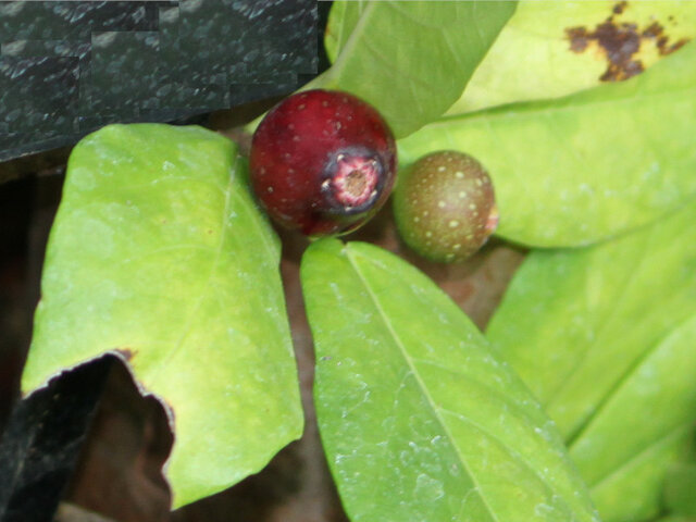 Ficus erecta