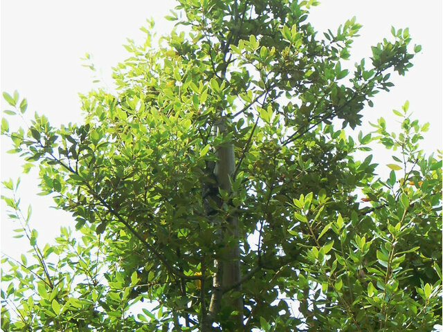 Quercus phillyraeoides