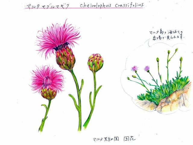 Cheirolophus crassifolius