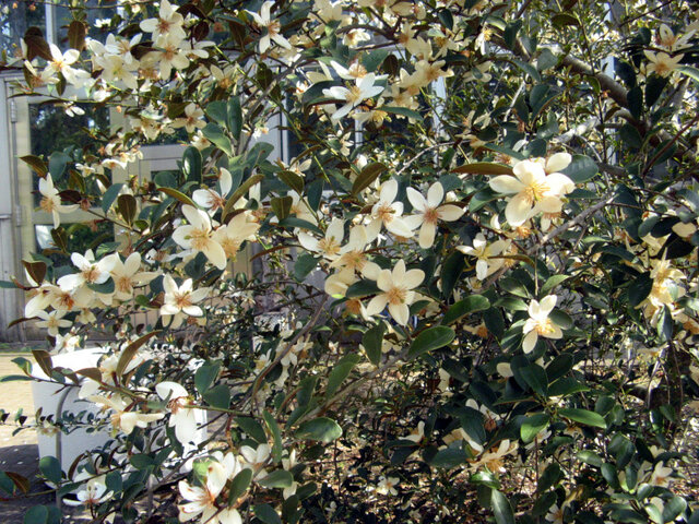 Michelia yunnanensis