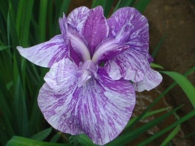 Japanese Iris 'Ugo no sora'