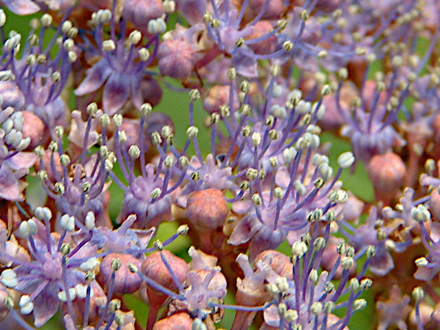 Hydrangea macrophylla