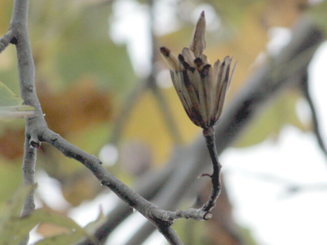 Tulip tree