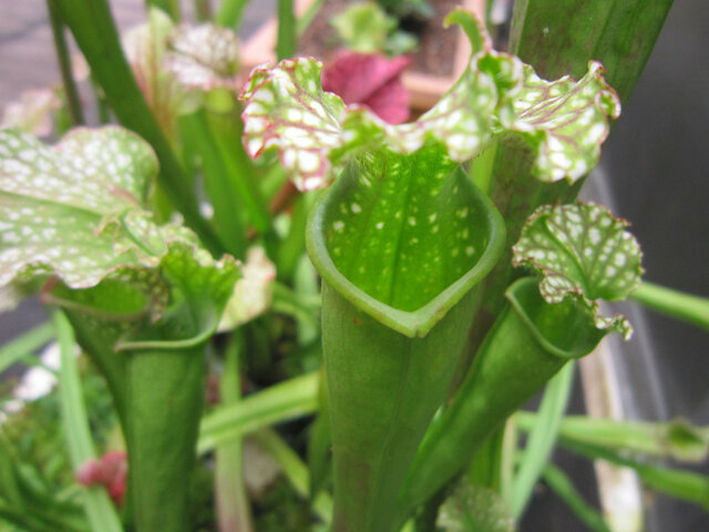 サラセニア レウコフィラ Sarracenia Leucophylla かぎけん花図鑑