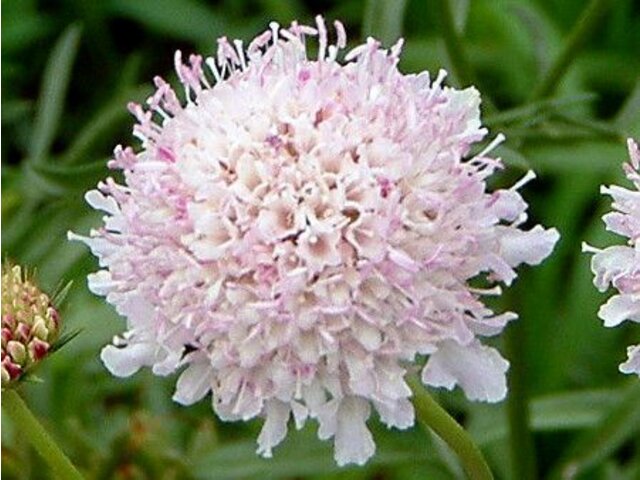 Scabiosa atropurpurea