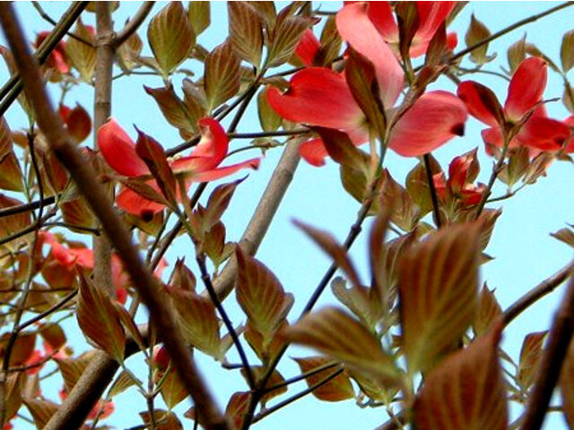 ハナミズキ Cornus Florida かぎけん花図鑑