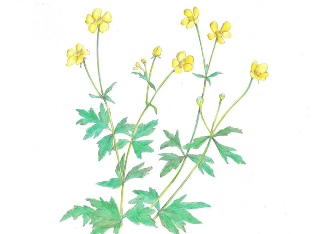 Japanese Buttercup