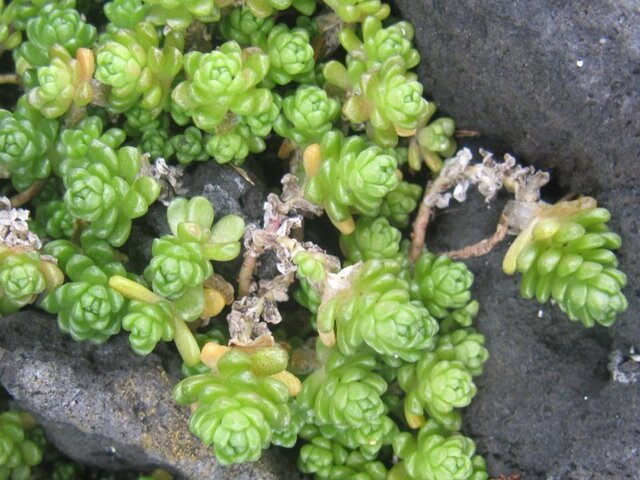 땅채송화 Sedum oryzifolium