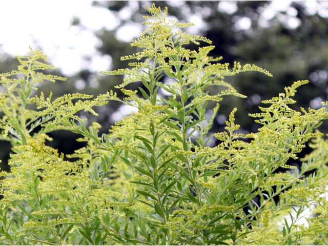 Canada goldenrod