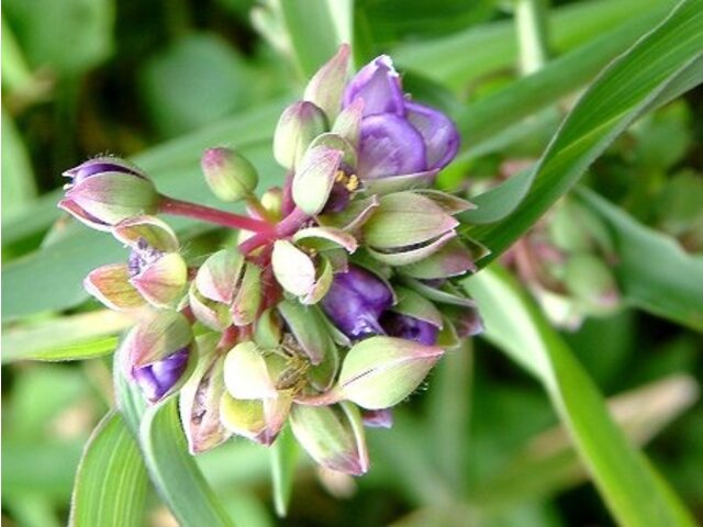 紫露草 Tradescantia Ohiensis 科技研花图画书