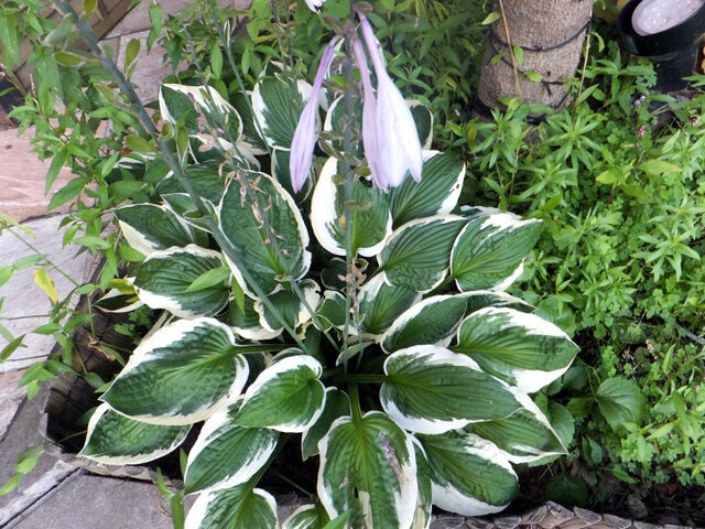 Hosta sieboldii