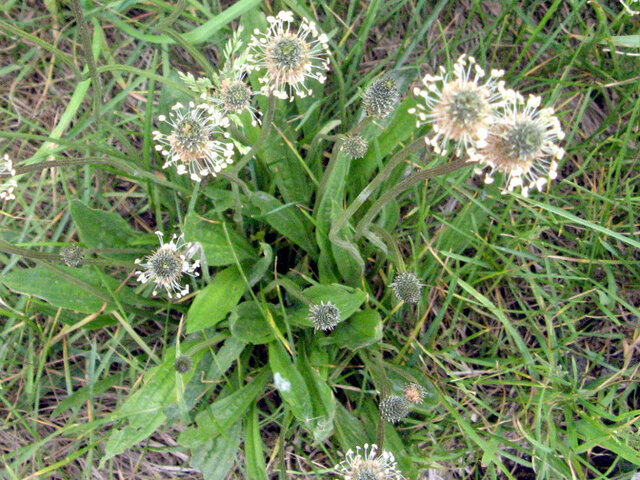 Plantago lanceolata