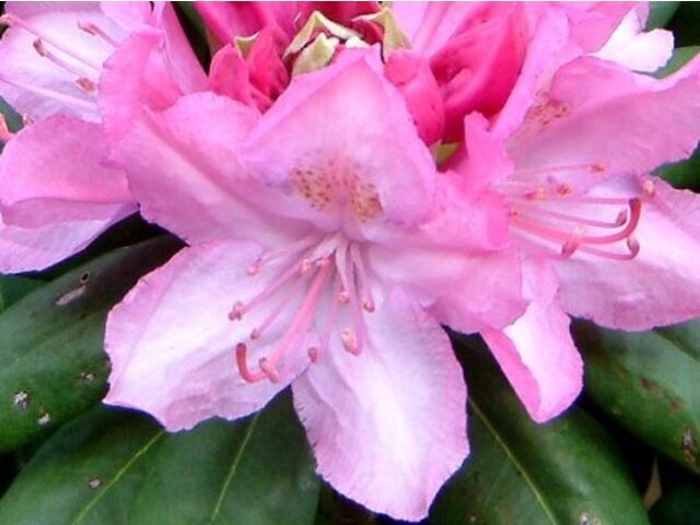 シャクナゲ Rhododendron Hybrids かぎけん花図鑑