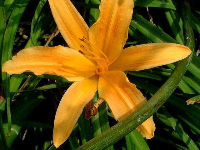 Daylily