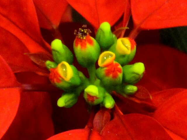 Poinsettia