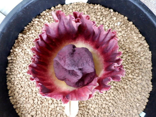 Amorphophallus paeoniifolius 