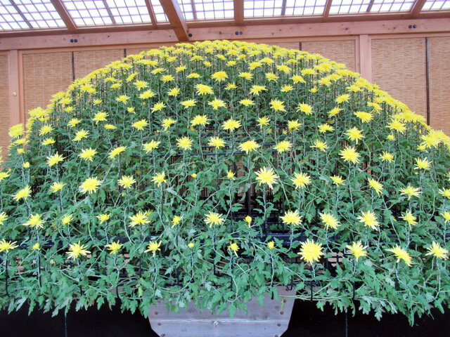大作り（千輪咲き）菊>大菊 | Chrysanthemum morifolium {Ohzukuri} | かぎけん花図鑑