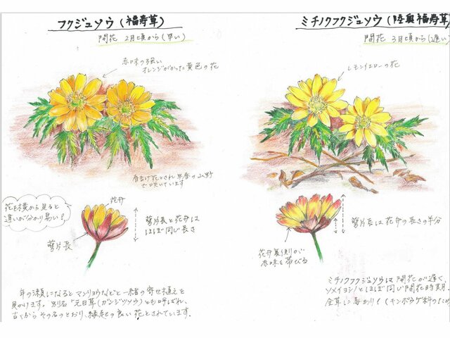 1月12日の誕生花 福寿草 ラシュナリア 金盞花 庭薺 かぎけん花図鑑