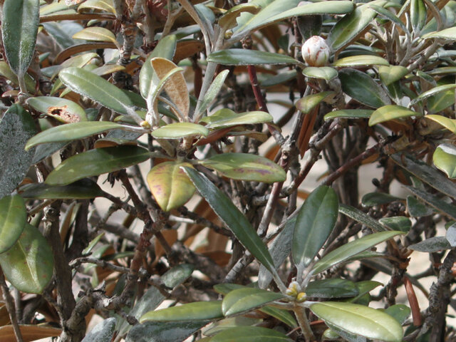 Rhododendron yakushimanum 