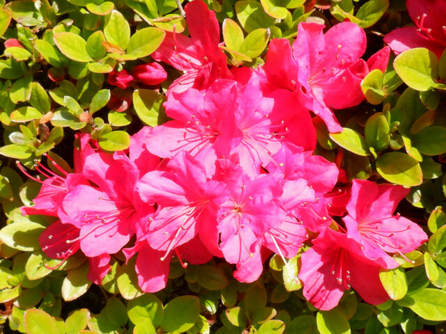 Azalea