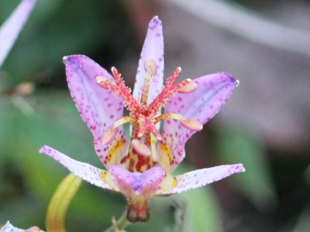 Tricyrtis formosana