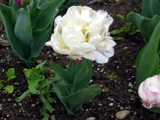Tulipa  Icecream