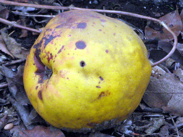 Chinese quince