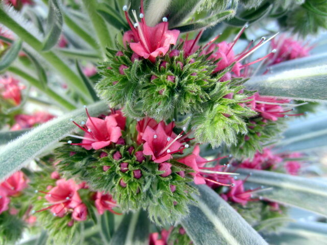 Echium wildpretii