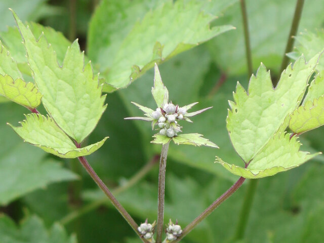 Clematis stans